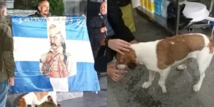 Σπάρταθλον: Σκύλος ακολούθησε αθλητή για 100 χιλιόμετρα [βίντεο]