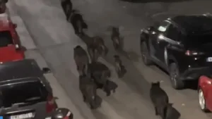 Θεσσαλονίκη: Viral βίντεο με αγέλη αγριογούρουνων να κάνει «βόλτα» στη Χαριλάου