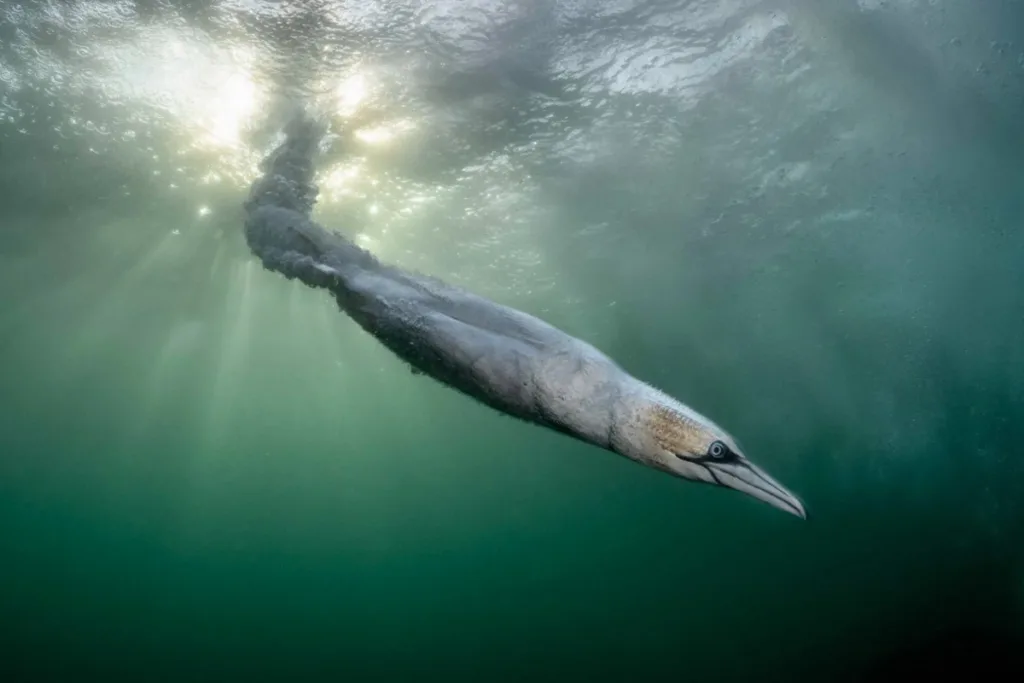 Bird Photographer of the Year: Ένα θαλασσοπούλι και η αστραπιαία βουτιά του, πήραν την πρωτιά