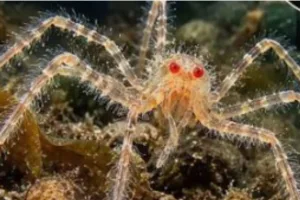 Δύο νέα είδη θαλάσσιων αραχνών με κόκκινα μάτια και αυγά στα πόδια