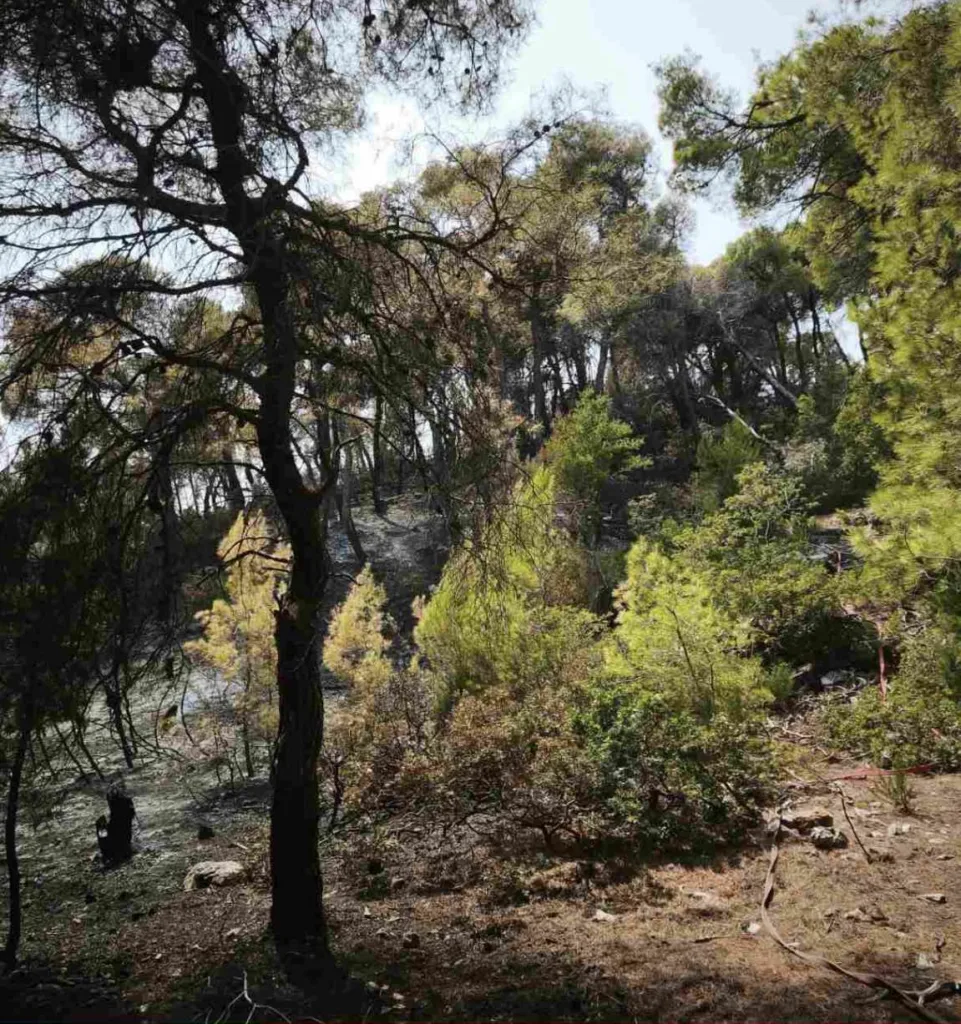 Εσωτερική εικόνα άρθρου