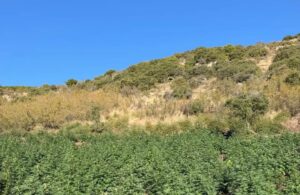 Λάρισα: Συνελήφθη 34χρονος για φυτεία με 812 δενδρύλλια κάνναβης – Κέρδη άνω των 800.000 ευρώ