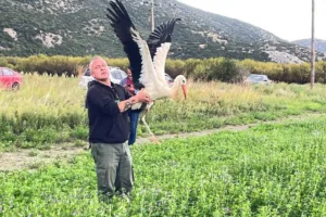 Λίμνη Κάρλα: Επανένταξη οκτώ πελαργών και είκοσι μεσογειακών χελωνών
