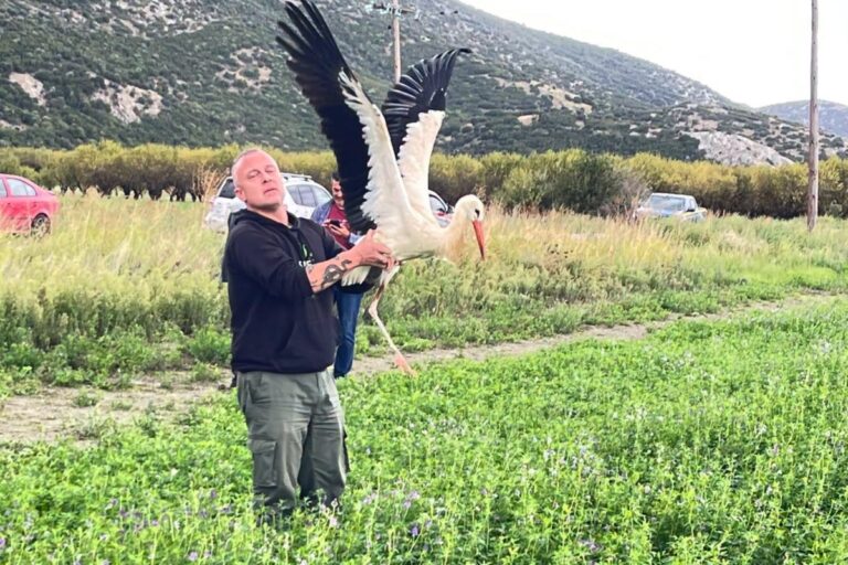 Λίμνη Κάρλα: Επανένταξη οκτώ πελαργών και είκοσι μεσογειακών χελωνών