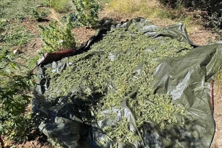 Μεσσηνία: Φυτεία με 505 δενδρύλλια κάνναβης συντηρούσε 46χρονος – Πάνω από 500.000 ευρώ το κέρδος