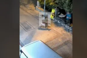 Χαλκιδική: Νέα αναστάτωση από λύκο – Εμφανίστηκε ξαφνικά μπροστά σε κάτοικο – Δείτε βίντ