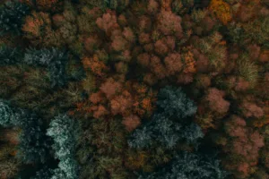 Ο πρώτος παγκόσμιος «χάρτης ταυτότητας» των δασών