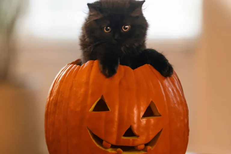 Halloween: Πώς να φτιάξετε την τέλεια κολοκύθα βήμα βήμα