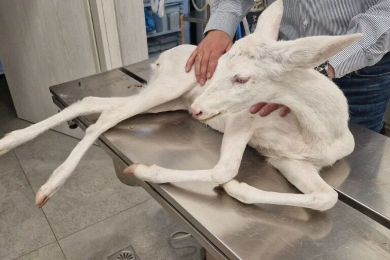 Ημαθία: Σώθηκε σπάνιο λευκό ζαρκάδι που παρασύρθηκε από αυτοκίνητο