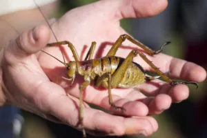Πώς σώθηκε από την εξαφάνιση το γιγάντιο έντομο της Νέας Ζηλανδίας
